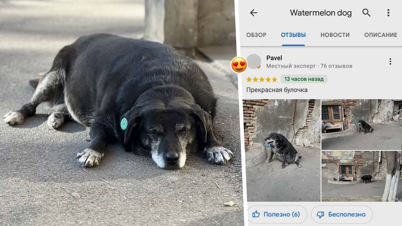 Собака-арбуз из Тбилиси стала достопримечательностью. Обзавелась отметкой на гугл-карте