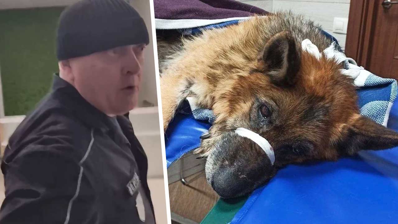 В 2GIS обрушили рейтинг бизнес-центра в Новосибирске из-за охранника, избившего собаку